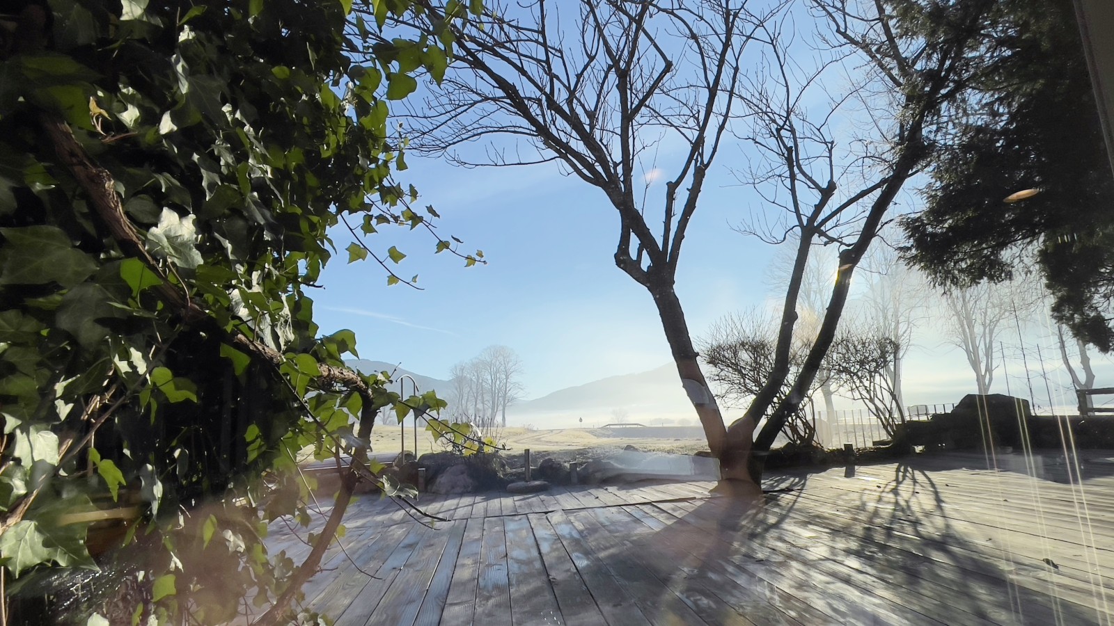 Wooden deck in the foreground, ivy bush on the left, bare tree in the middle, clear sky in the background, soft haze rising from the ground