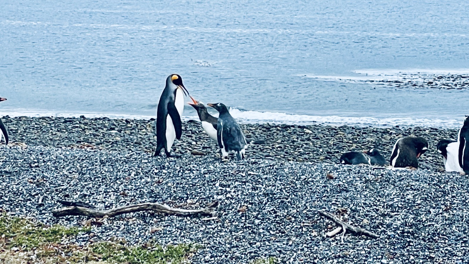 Isla Martillo, Tierra del Fuego, Argentina: a king penguin being annoying to two gentoo penguins, who bicker back